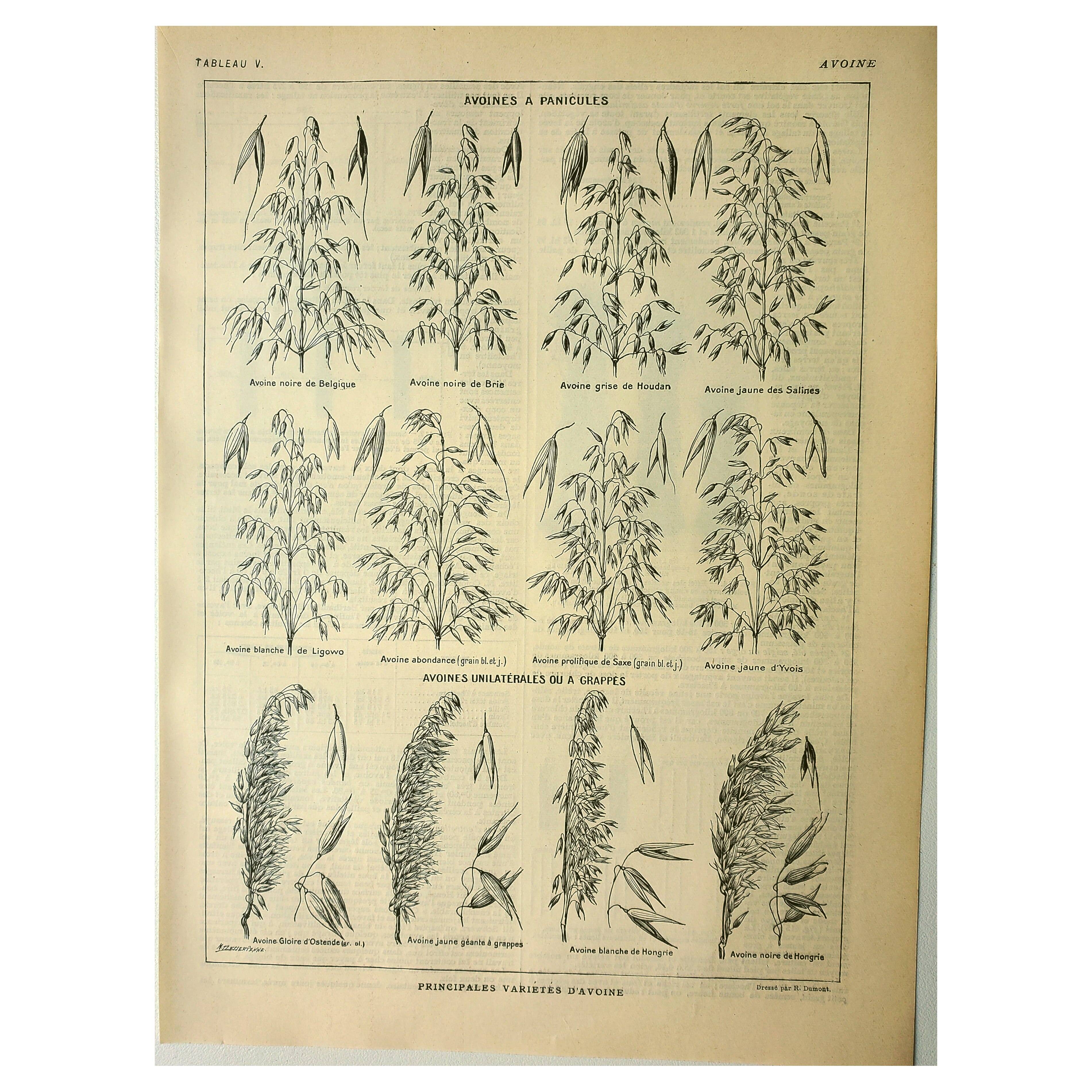 Botanical plate 1921 M. Dessertenne - Oats, varieties, cereals, flakes