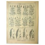 Botanical plate 1921 M. Dessertenne - Oats, varieties, cereals, flakes