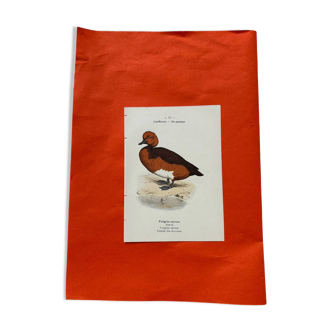 Botanical engraving birds double sided naturalist board