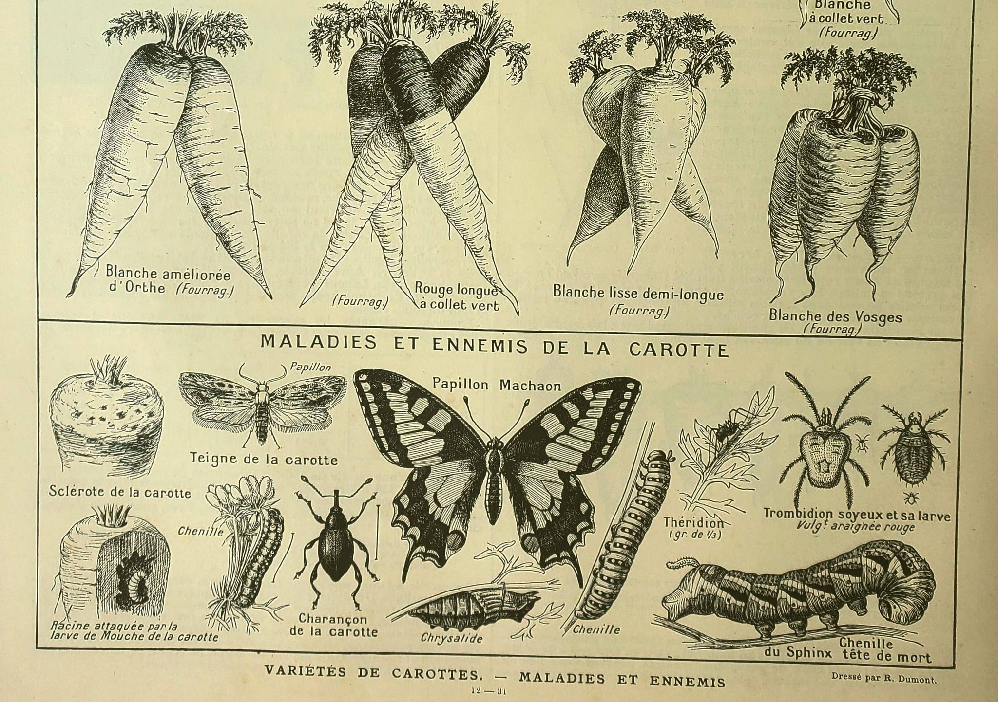 Planche botanique 1921 M. Dessertenne - Carotte du potager - Gravure ancienne