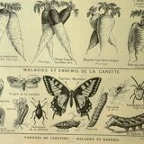 Botanical plate 1921 M. Dessertenne - Vegetable garden carrot - Old engraving