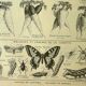 Botanical plate 1921 M. Dessertenne - Vegetable garden carrot - Old engraving