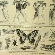 Planche botanique 1921 M. Dessertenne - Carotte du potager - Gravure ancienne
