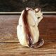 Porcelain biscuit greyhound