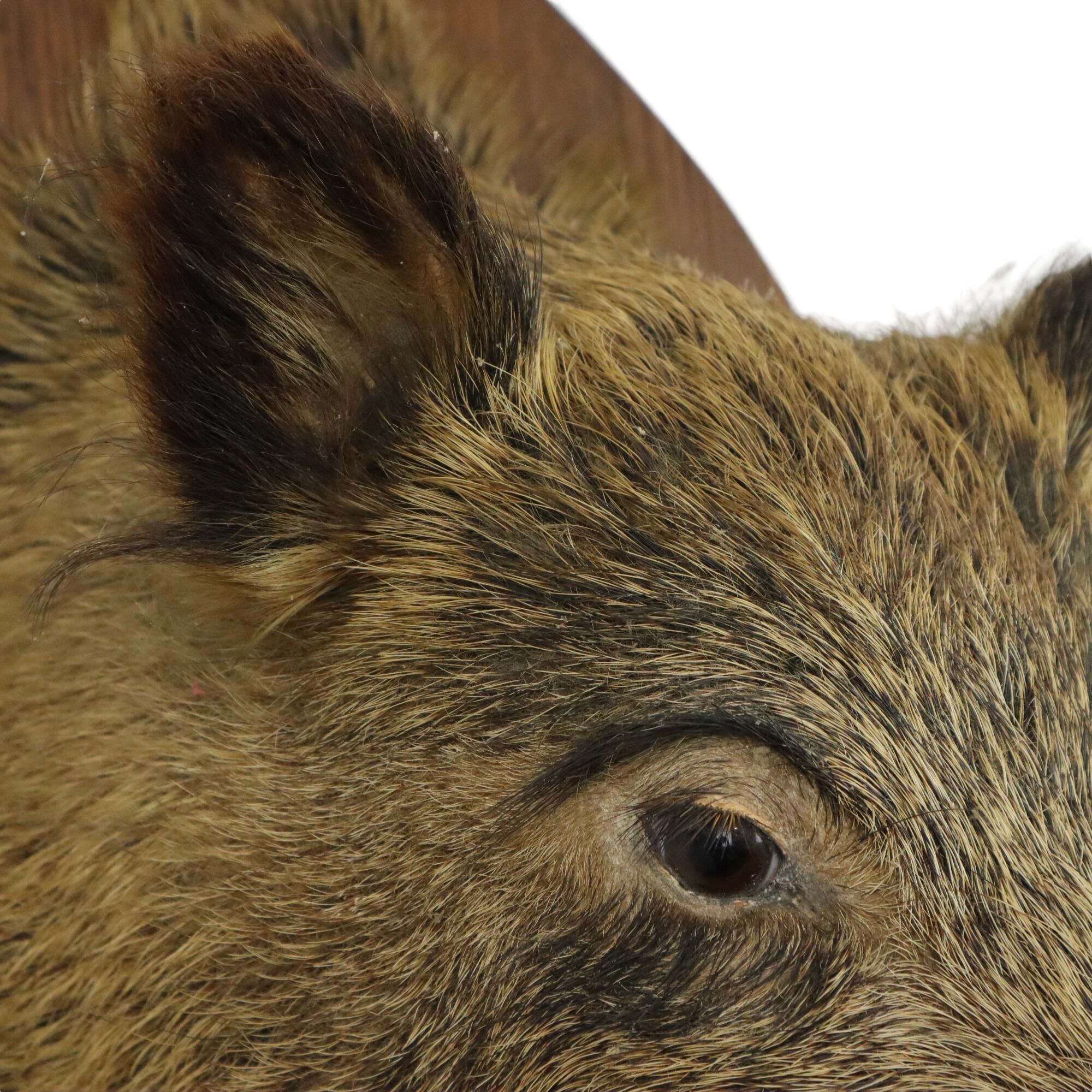 Wild boar head taxidermy wild boar bust stuffed animal 55cm