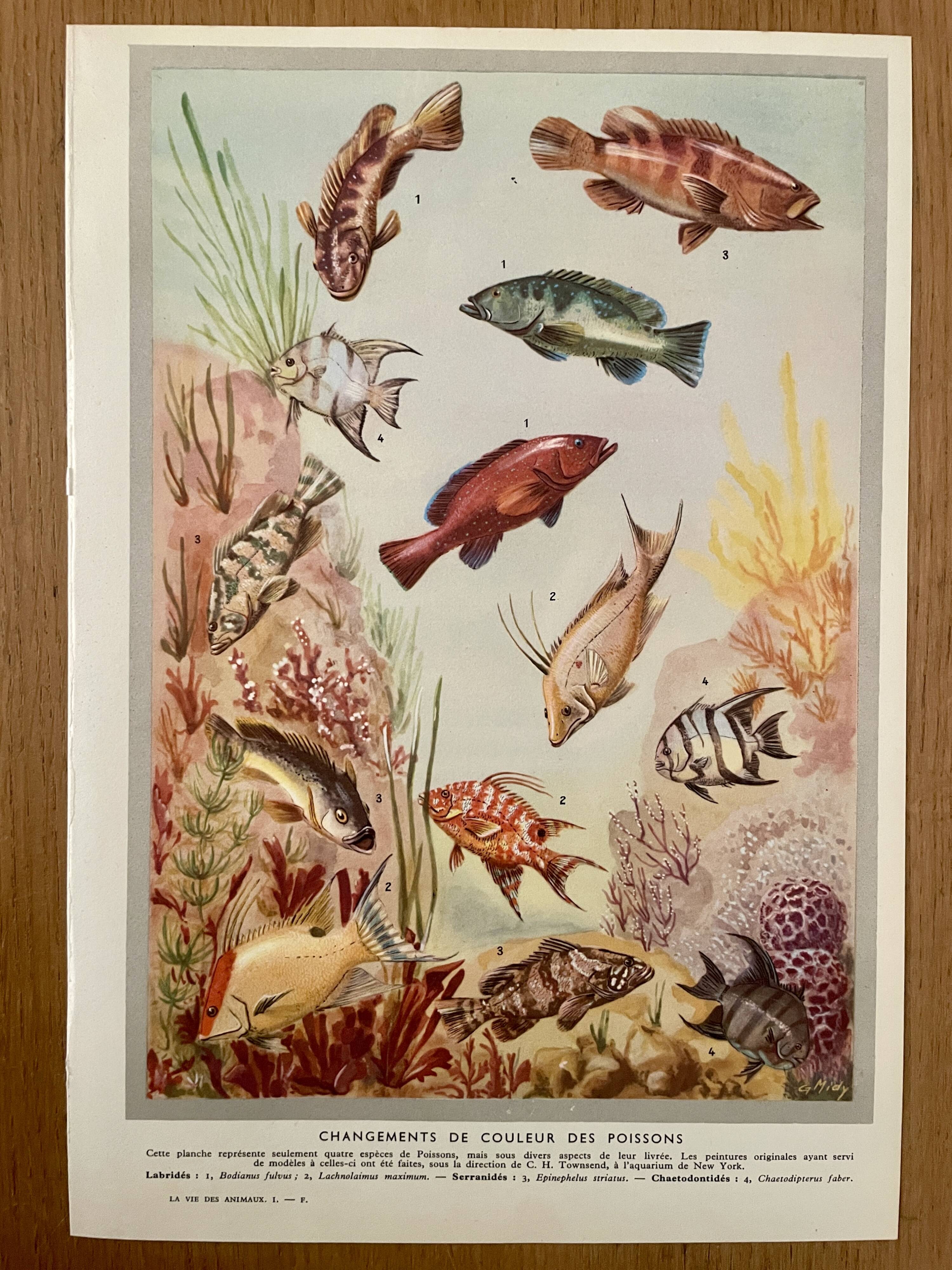 Planche illustrée sur les poissons qui changent de couleur – 1950