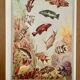 Illustrated board of fish that change color – 1950
