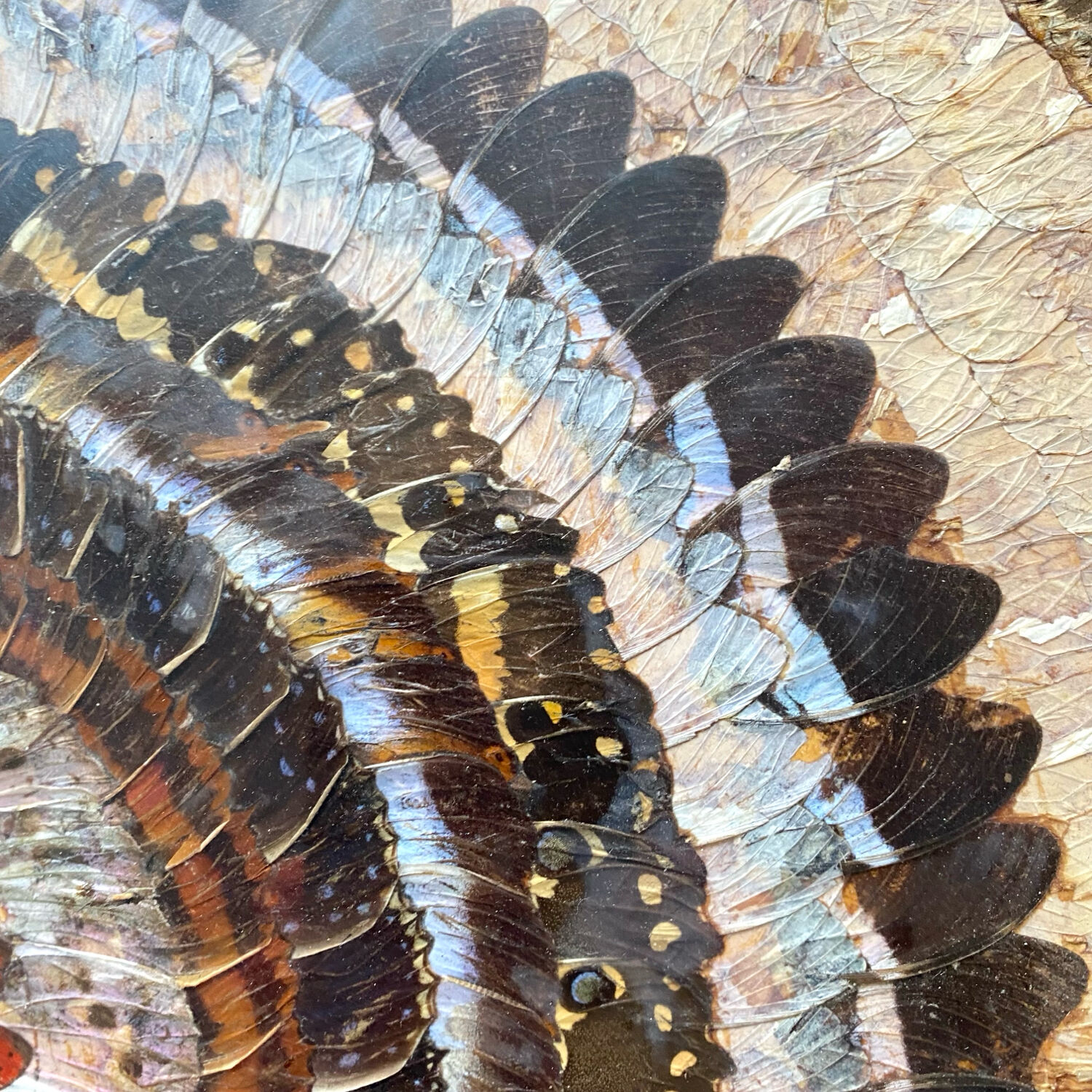 Vintage mosaic frame with butterfly wings