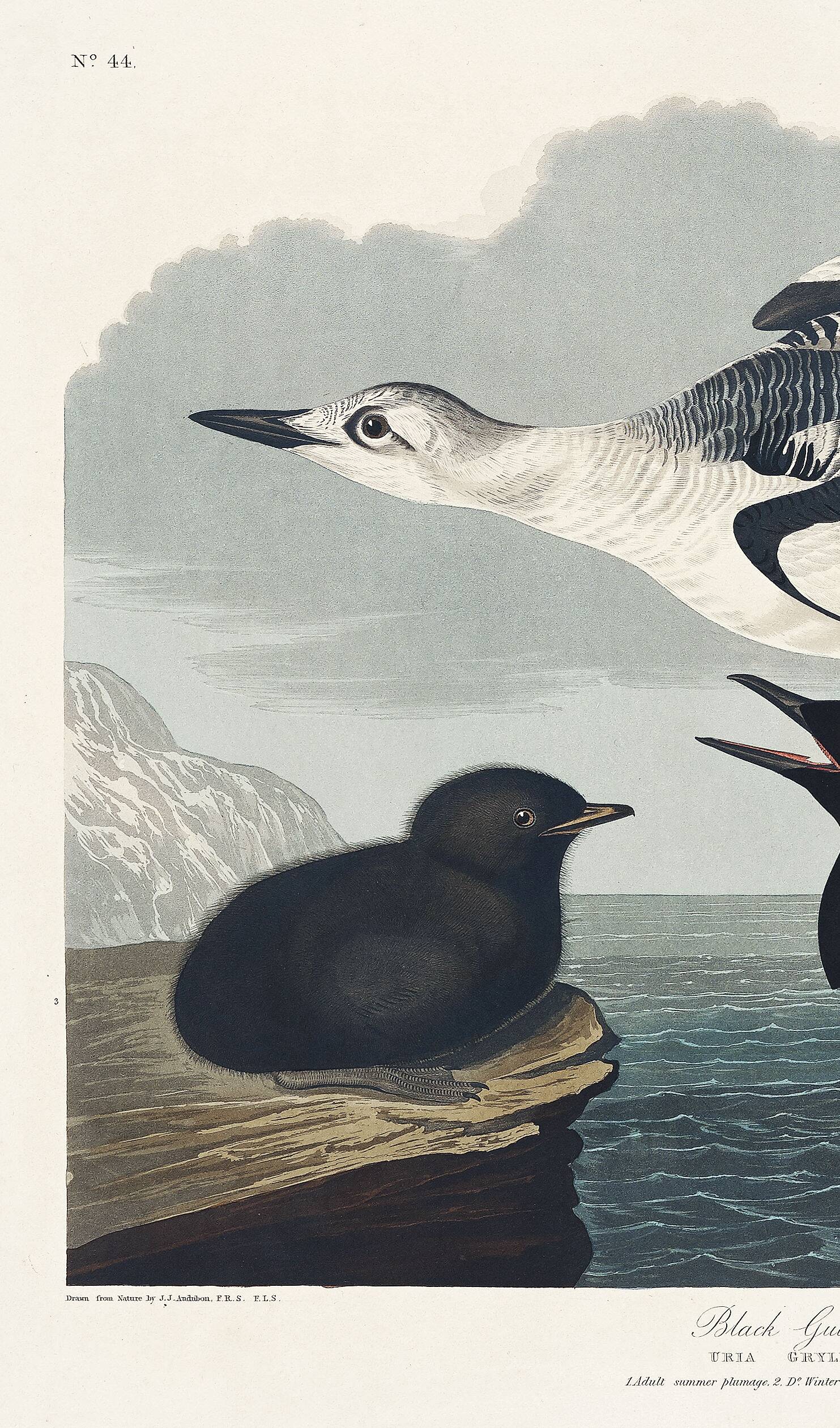 Poster about the Black Guillemot, based on an old engraving from 1827.