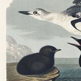 Poster about the Black Guillemot, based on an old engraving from 1827.