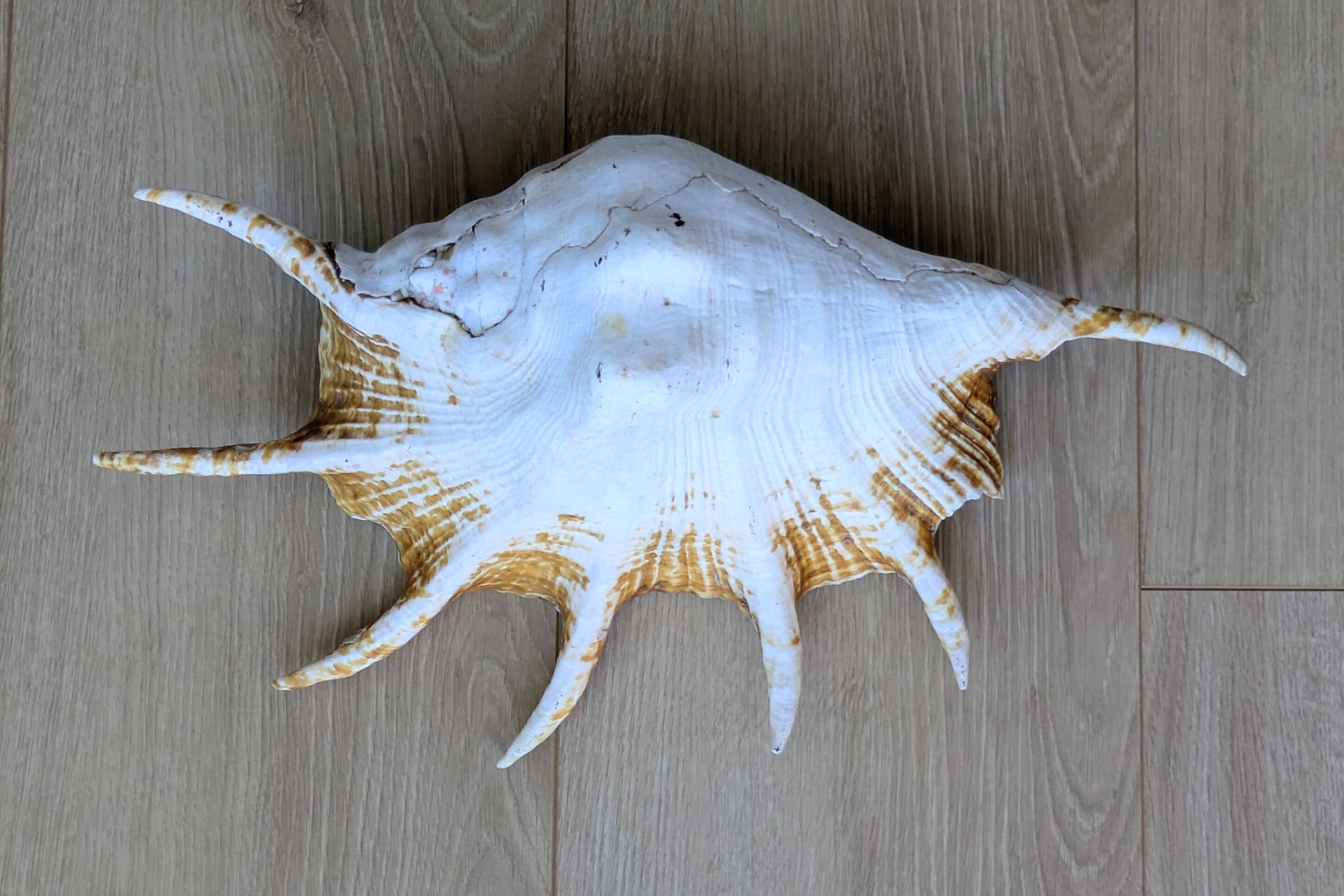 Great Shell – Giant Scallop Lambis truncata - Exceptional 37 cm