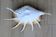 Great Shell – Giant Scallop Lambis truncata - Exceptional 37 cm