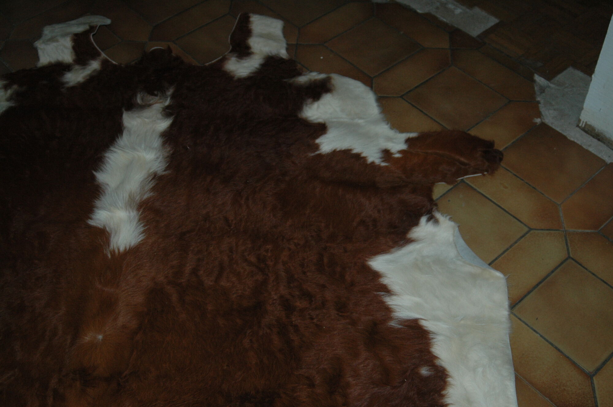 Carpet skin of cow 195x226cm