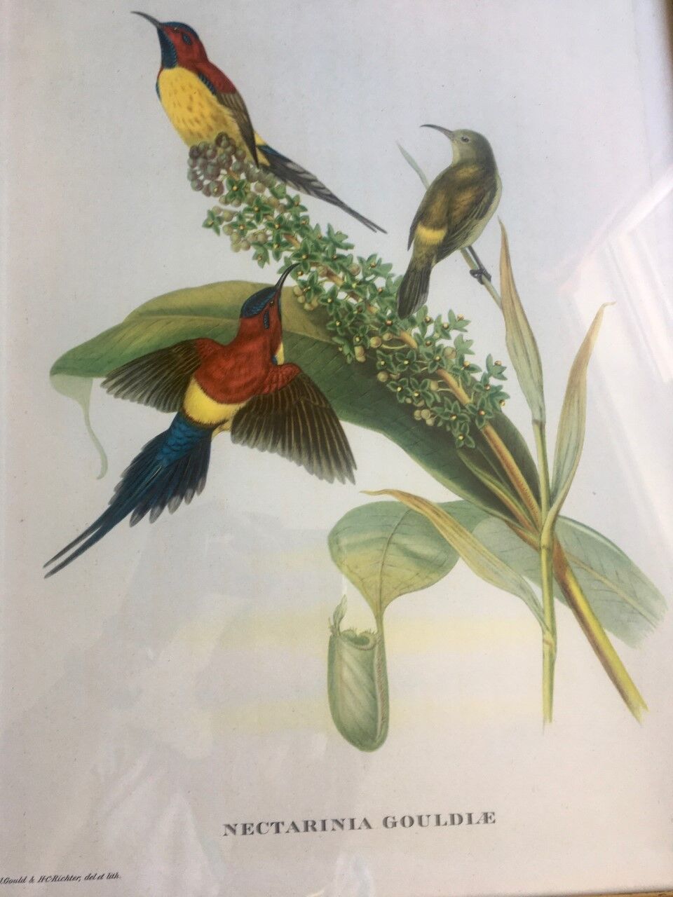 Framed lithography J. Gould - HC Richter