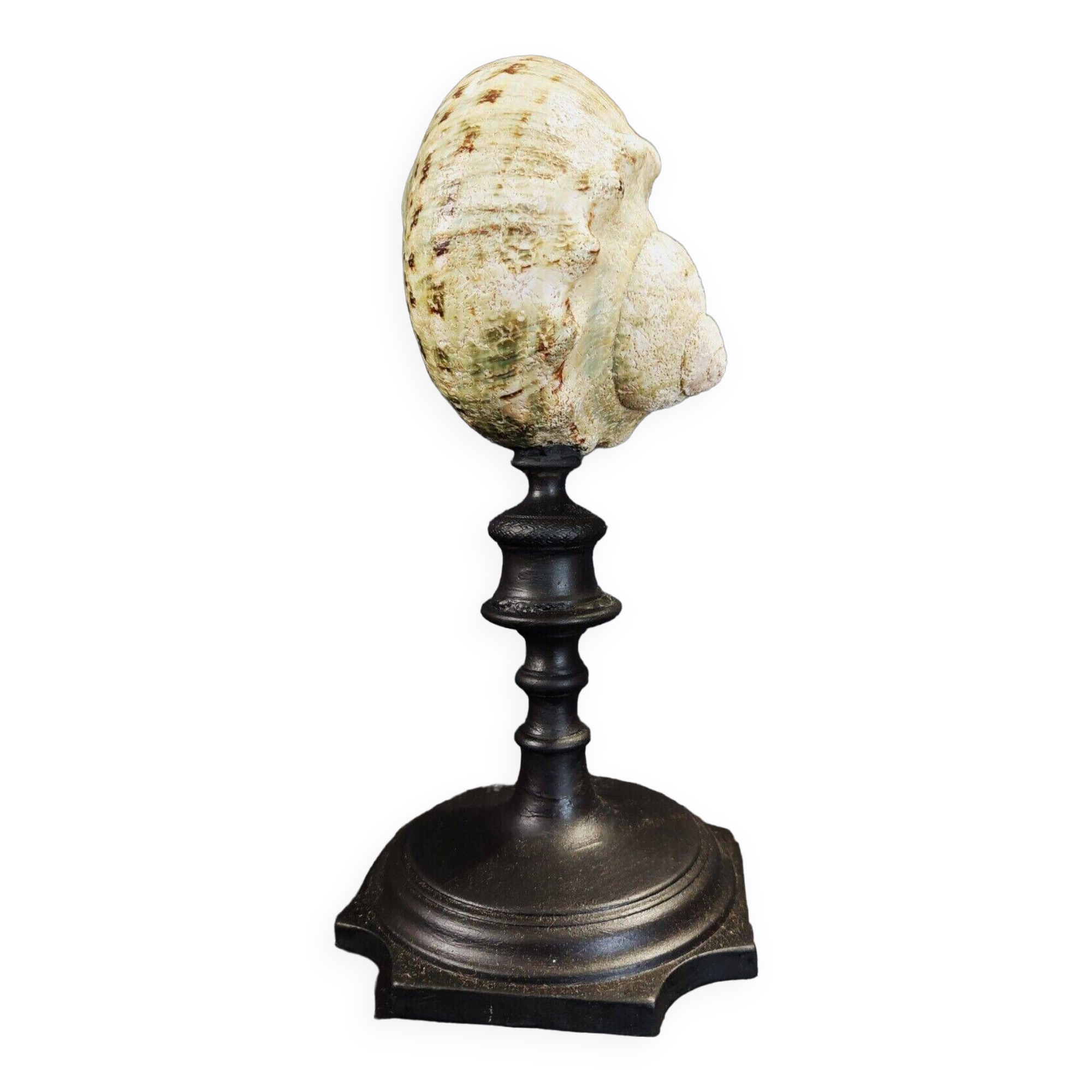 Cabinet of curiosities turbo marmoratus shell on base