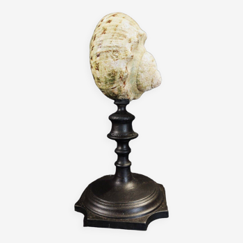 Cabinet of curiosities turbo marmoratus shell on base