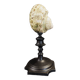 Cabinet of curiosities turbo marmoratus shell on base