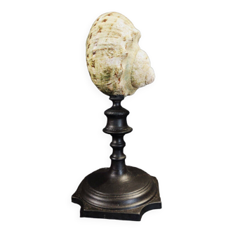 Cabinet of curiosities turbo marmoratus shell on base