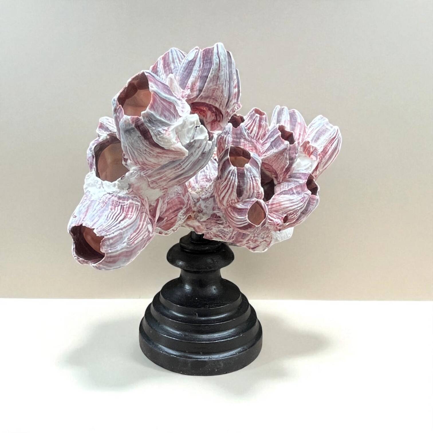 Barnacle block shell on a 19th-century wooden base - cabinet of curiosities