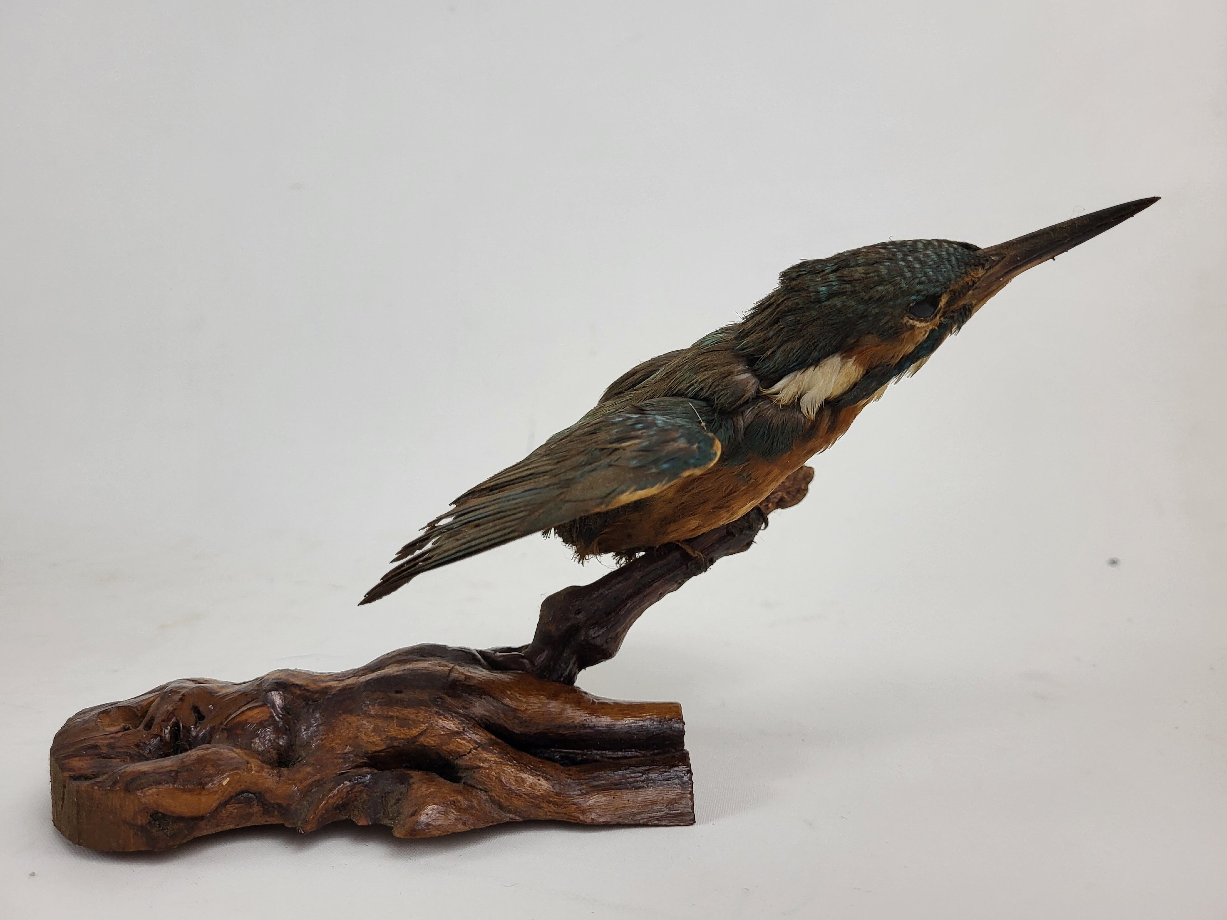 Stuffed and naturalized Kingbird Taxidermy