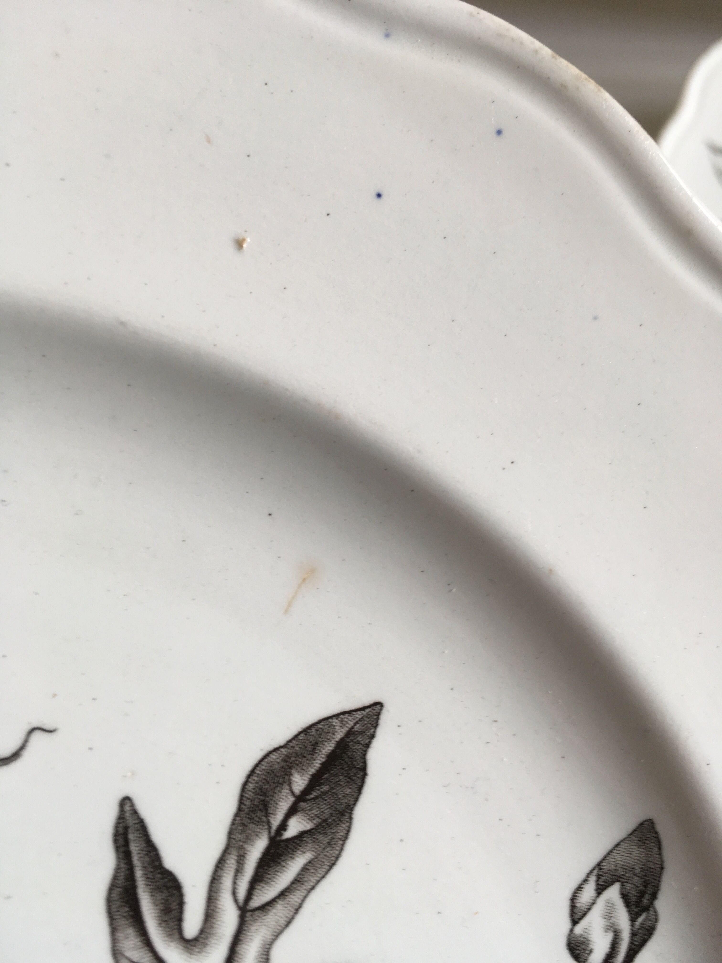 Set of 9 plates Passion flower grey 1880 Brown Westhead Moore 'Co