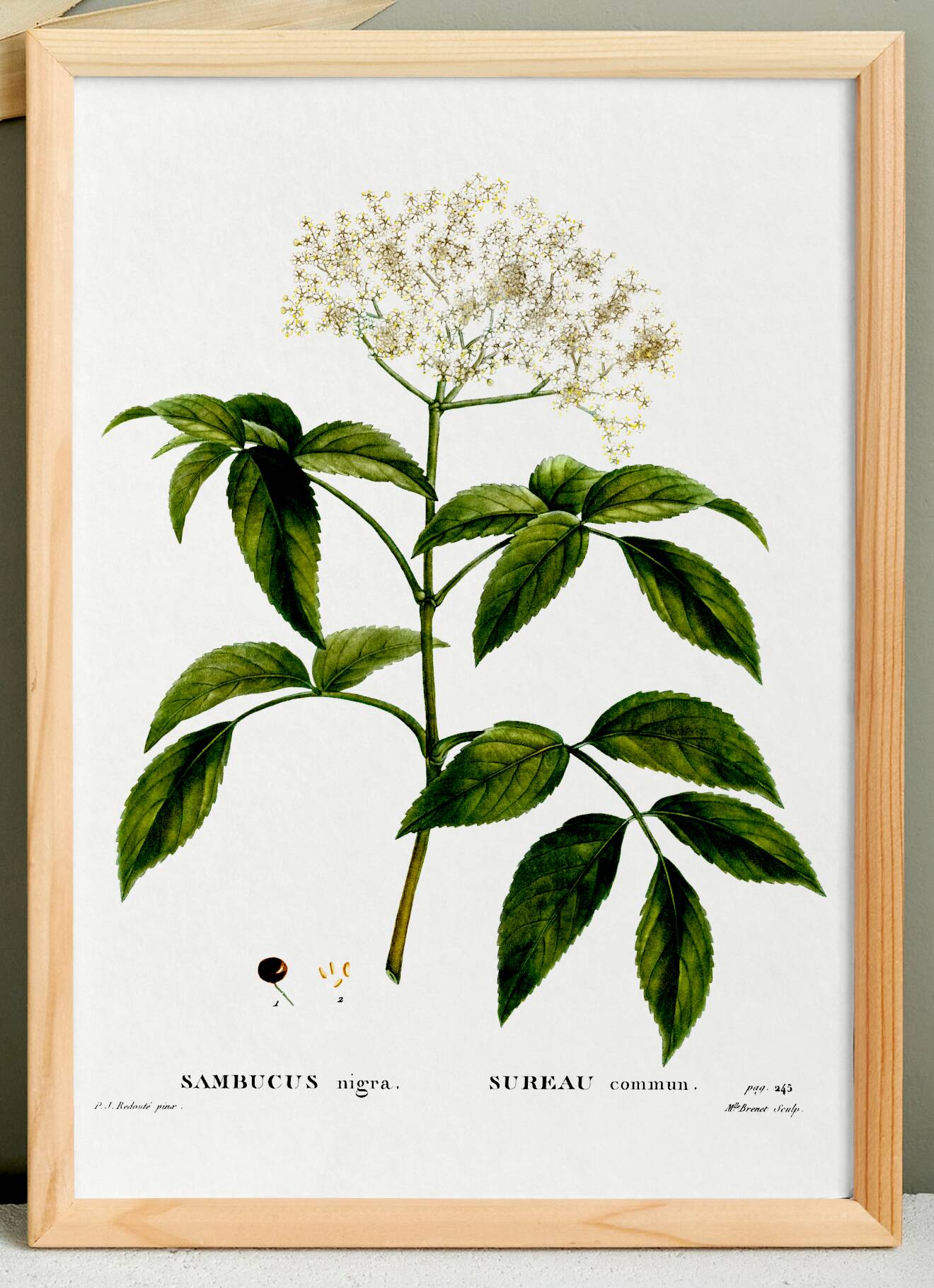 Poster about Elderberry, based on an old engraving from 1802