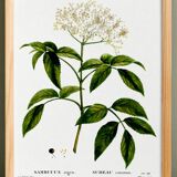 Poster about Elderberry, based on an old engraving from 1802