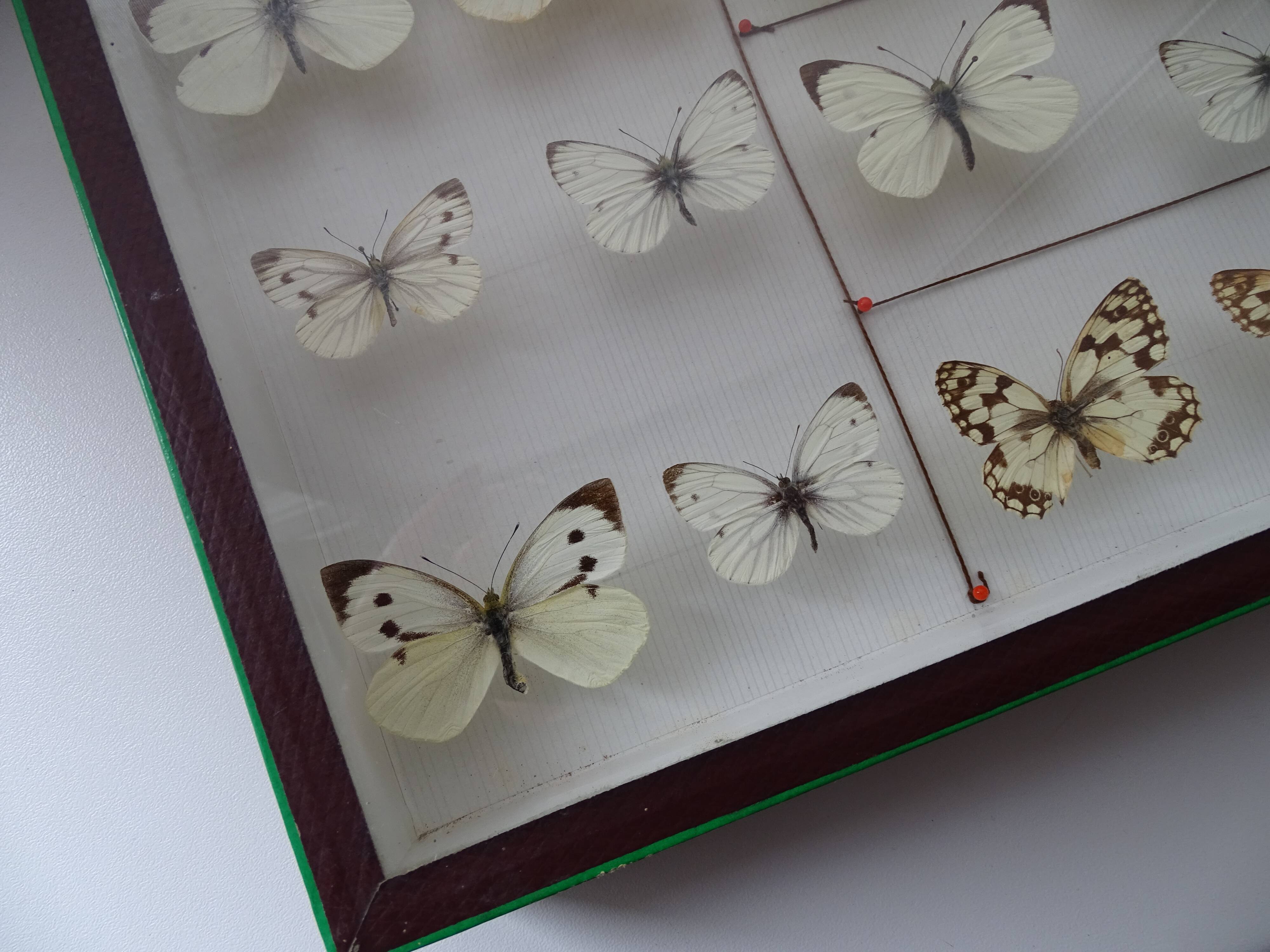 25 ancient stuffed butterflies under frame era 1930