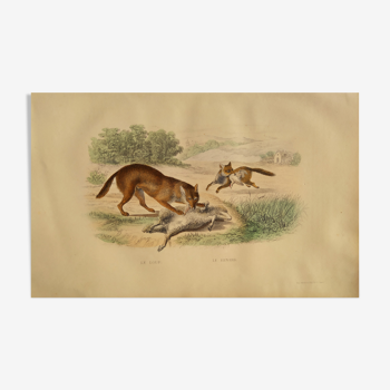 Original zoological plank "Wolf and Fox" Buffon 1838