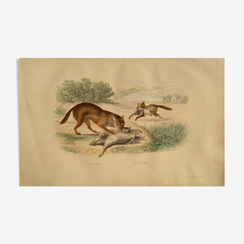 Planche zoologique originale " Loup & Renard " Buffon 1838