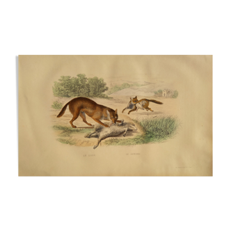 Planche zoologique originale " Loup & Renard " Buffon 1838