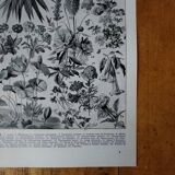 Original lithograph on flowers (1)