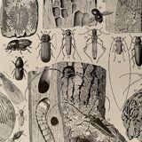Lithograph on trees from 1928 (poplar)