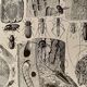 Lithographie sur les arbres de 1928 (peuplier)