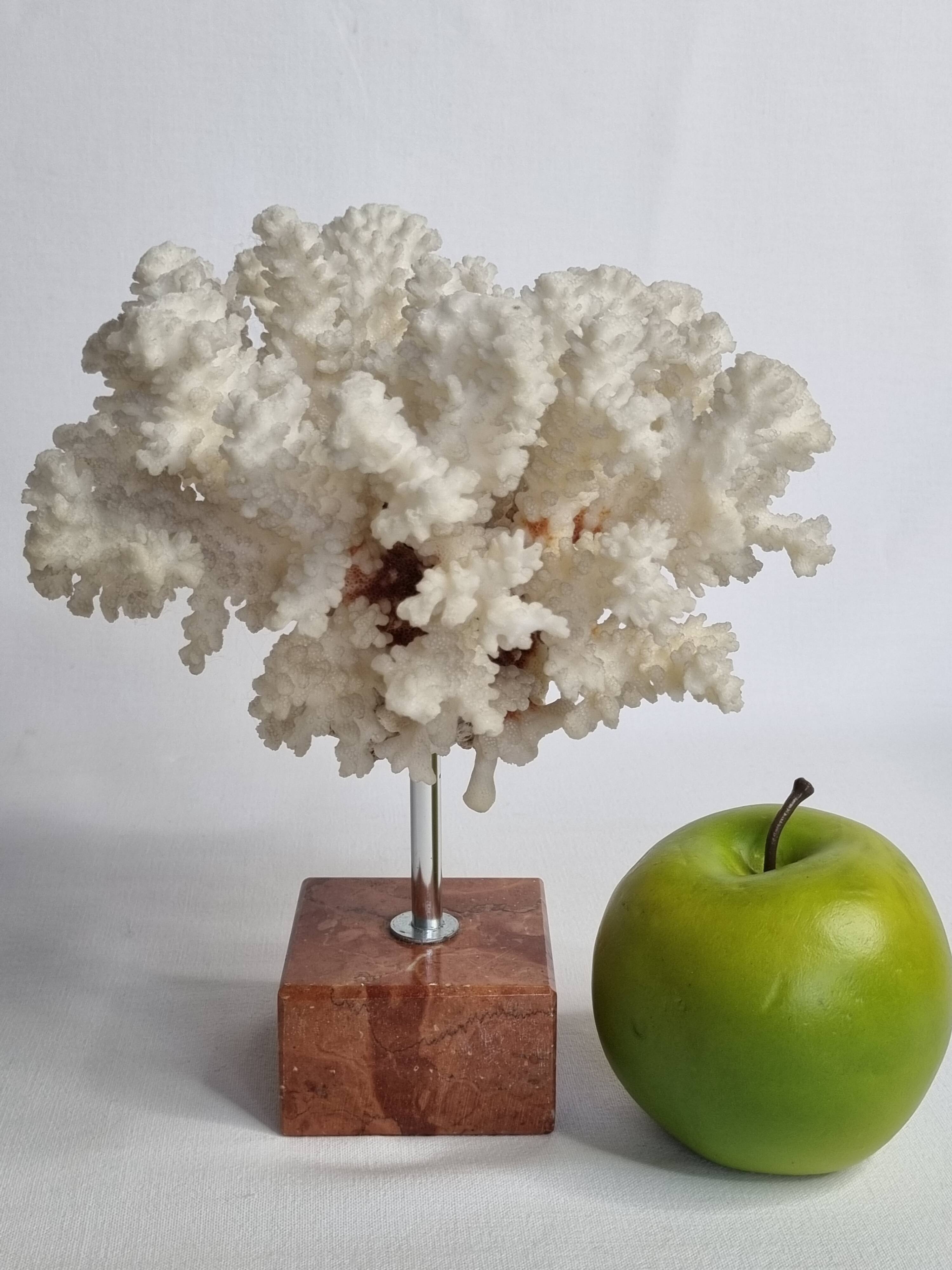Old white coral on marble base 24 cm