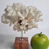 Old white coral on marble base 24 cm