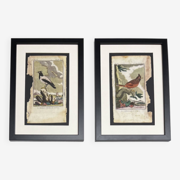 Lot de 2 gravures oiseaux, XVIIIes encadrées : Le Merle rose et Le Cardinal huppé