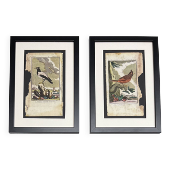 Lot de 2 gravures oiseaux, XVIIIes encadrées : Le Merle rose et Le Cardinal huppé