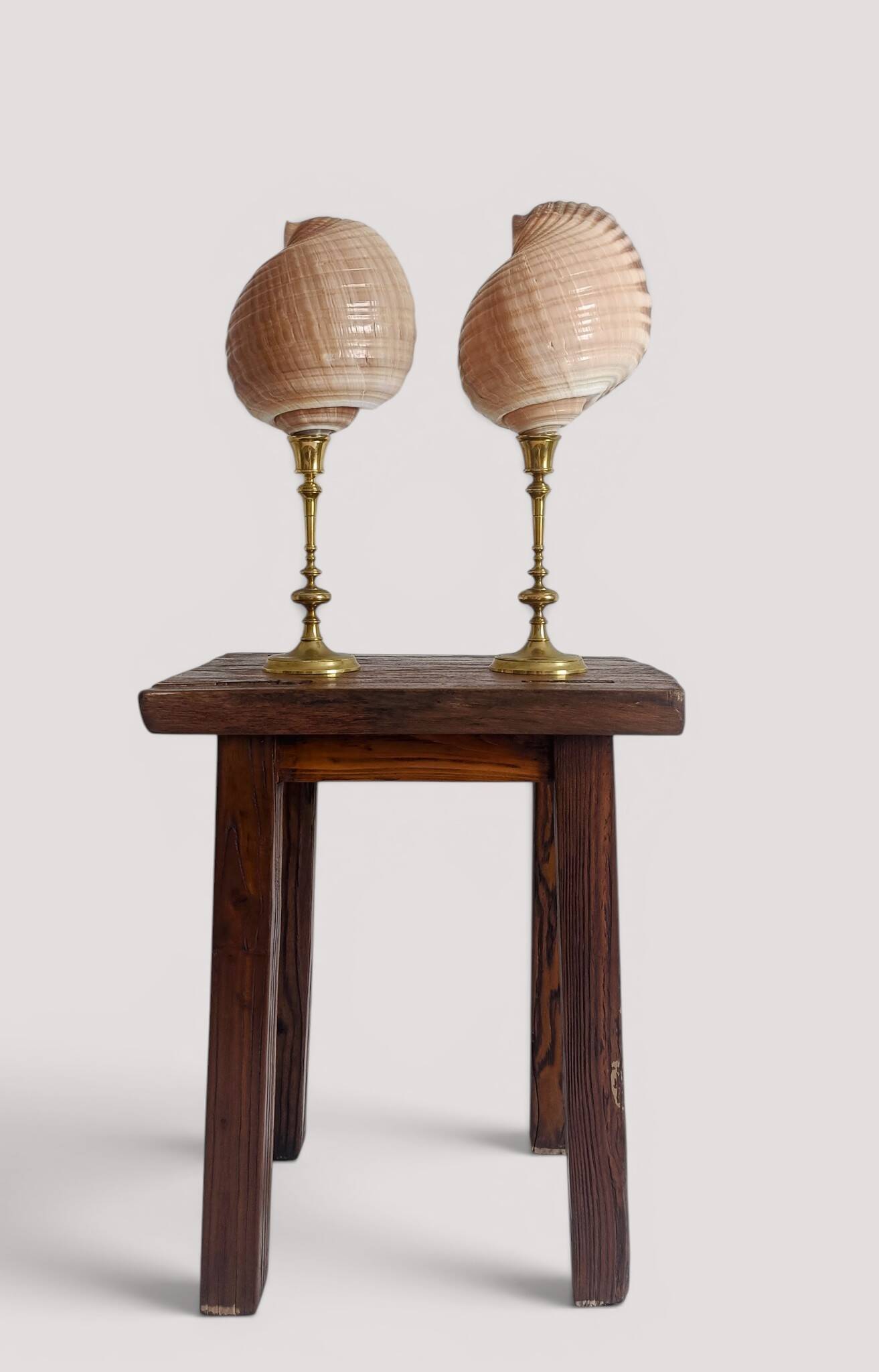 Pair of natural shells on a mid-century Swedish Skultuna brass candelabrum.