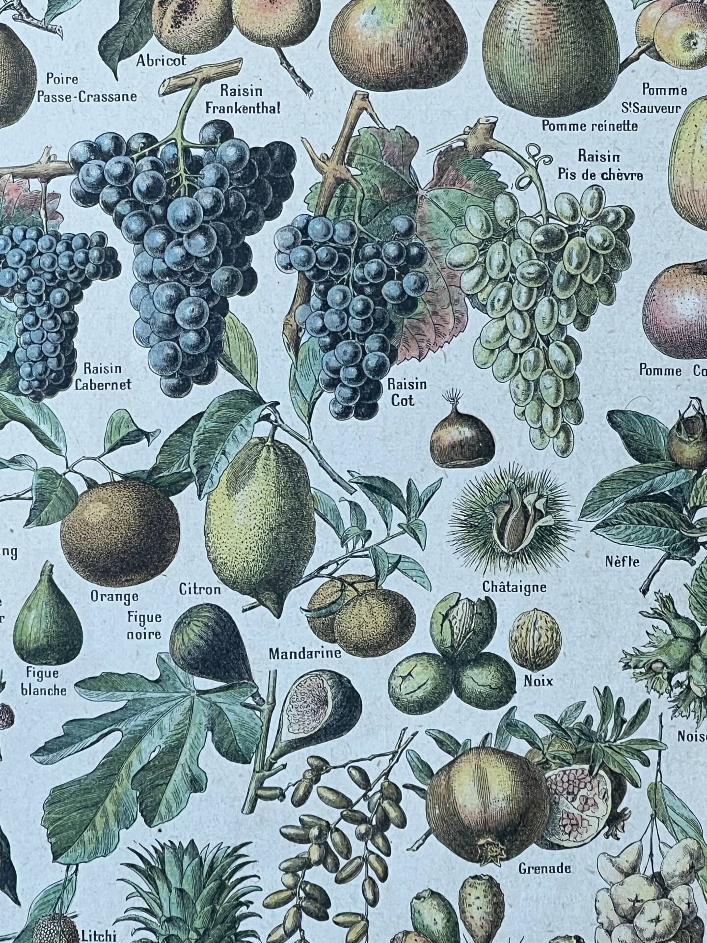 Botanical plate "Fruits" - 18.8x27.8cm