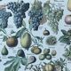 Botanical plate "Fruits" - 18.8x27.8cm