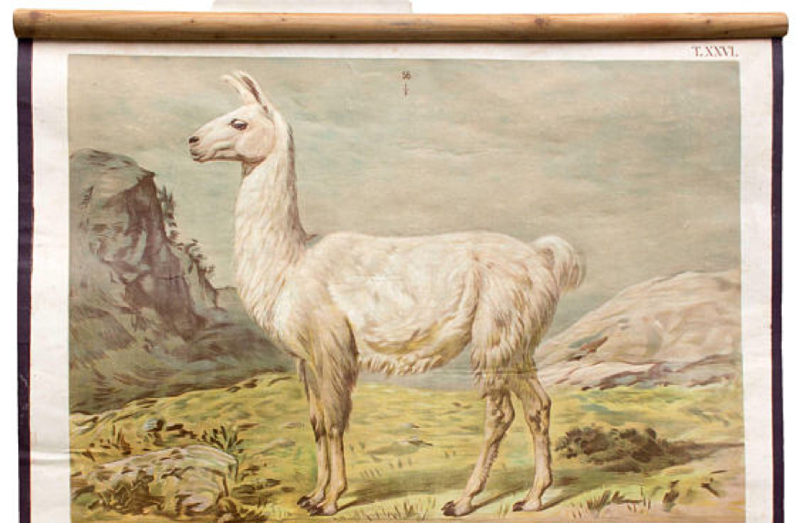 Old Deer, Reindeer, Th. Breidwiser Wall Poster for Gerold & Sohn, 1879