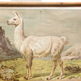 Ancien affiche mural cerf, renne, Th. Breidwiser pour Gerold & Sohn, 1879