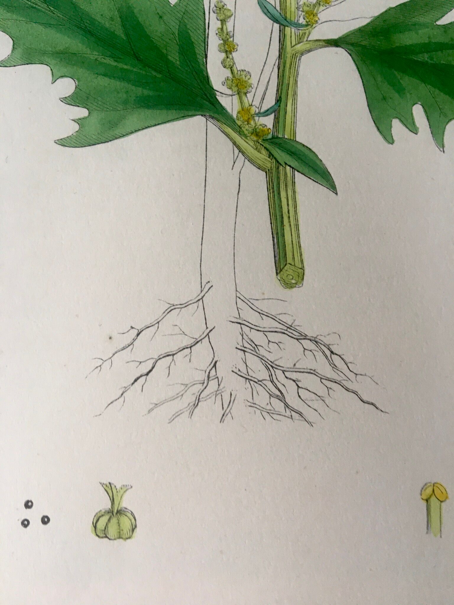 Botanical boards 1920