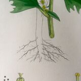 Botanical boards 1920