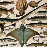 Lithograph on fish (stud) - 1900