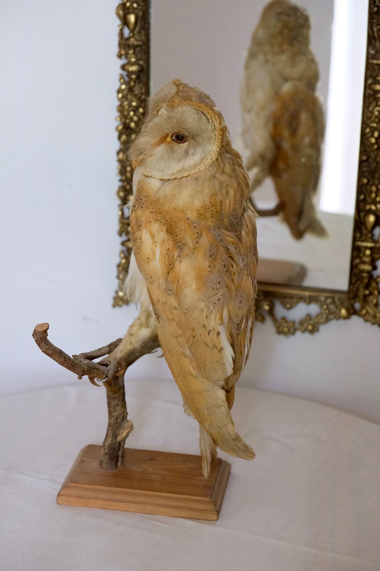 Taxidermy owl owl naturalized from the 70s