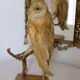 Taxidermy owl owl naturalized from the 70s