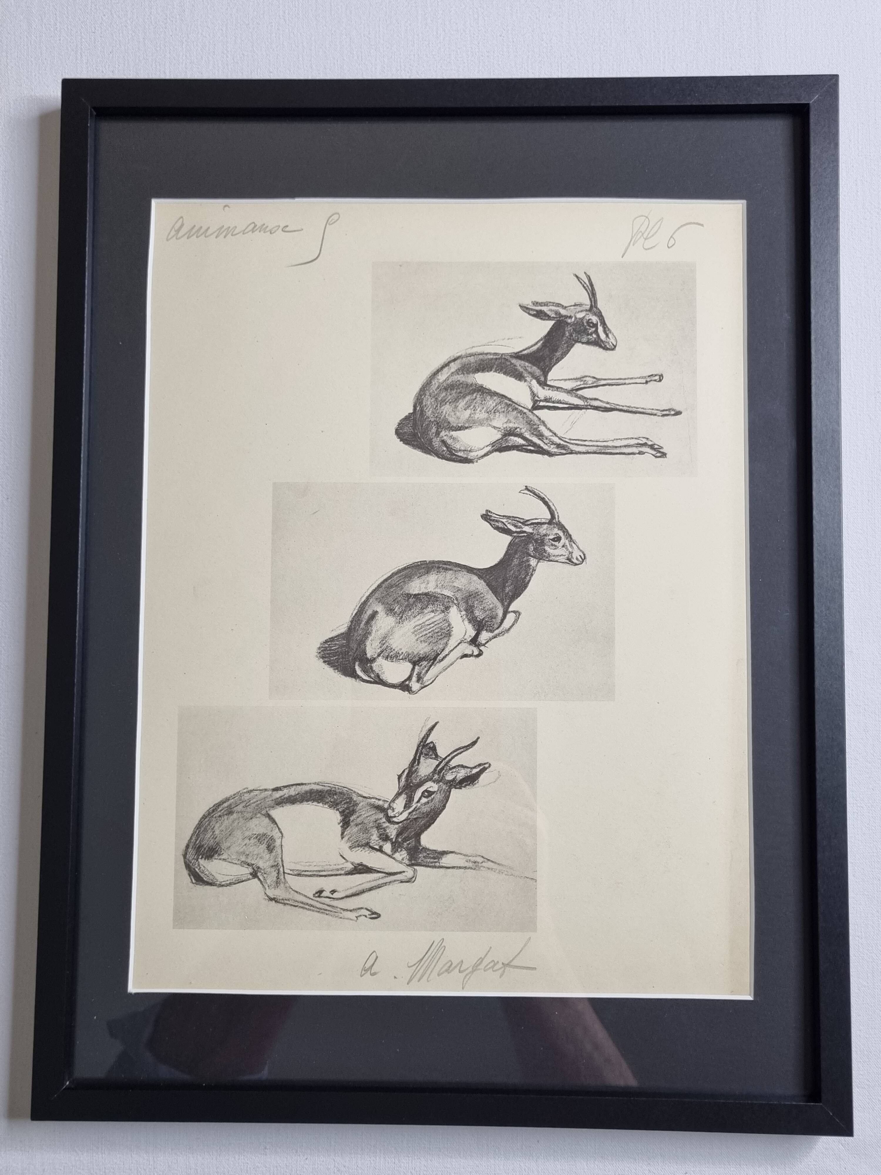 Illustrated plate, Gazelle Studies, Signed André Margat, 1930-1950