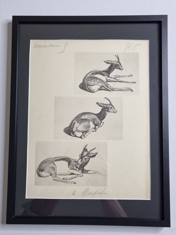 Planche illustrée, Études de Gazelle, Signée André Margat, 1930-1950